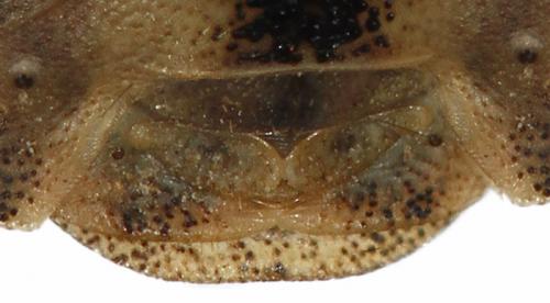 Eurygaster testudinaria